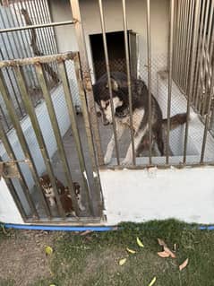 siberian husky breeder female with pup