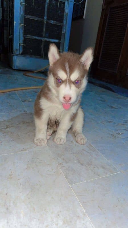 siberian husky breeder female with pup 1