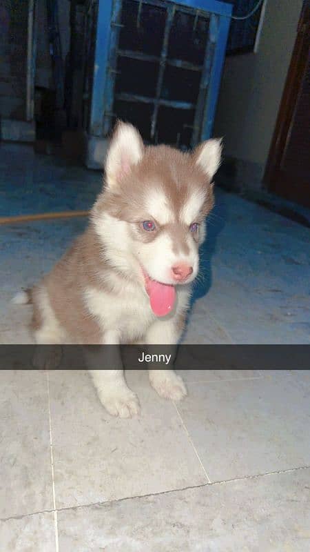 siberian husky breeder female with pup 2