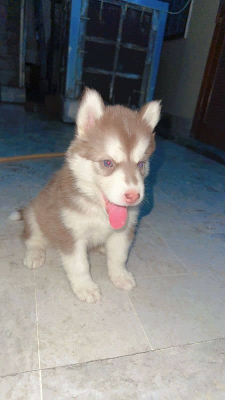 siberian husky breeder female with pup 3