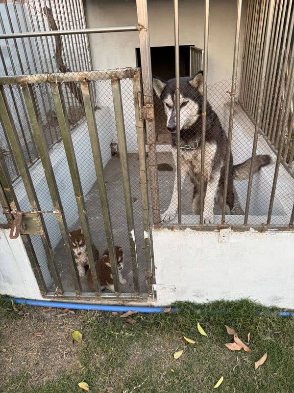 siberian husky breeder female with pup 4