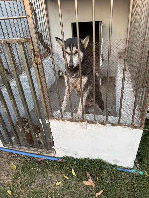 siberian husky breeder female with pup 7