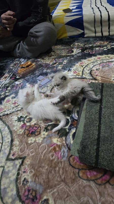 persian kitten for sale 1