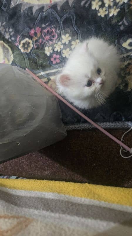 persian kitten for sale 4