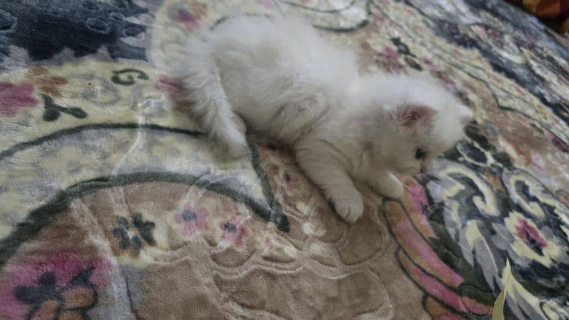 persian kitten for sale 7