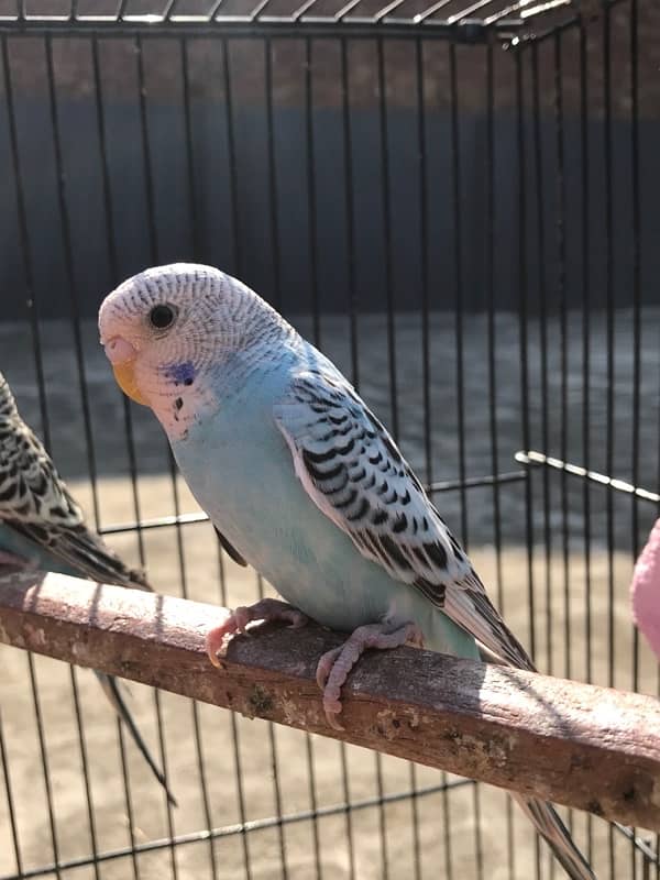 A beautiful budgie pair for sale 0