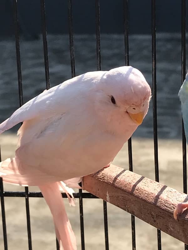 A beautiful budgie pair for sale 1