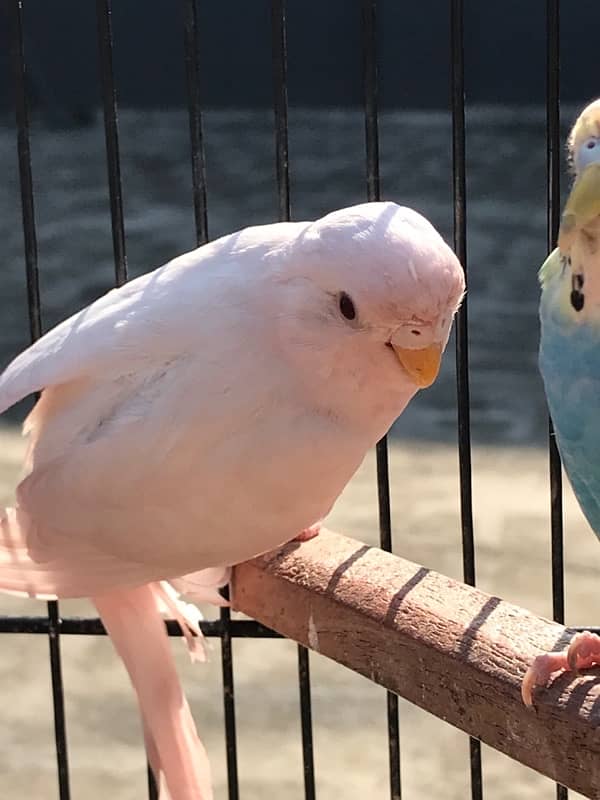 A beautiful budgie pair for sale 2