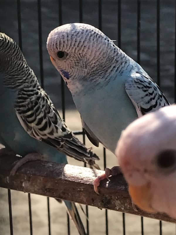 A beautiful budgie pair for sale 3