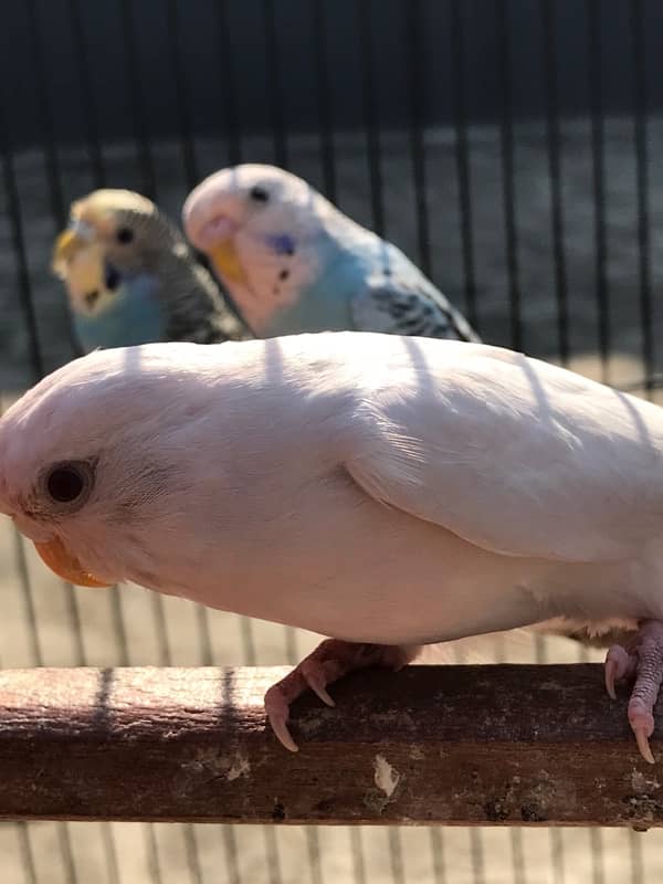 A beautiful budgie pair for sale 5