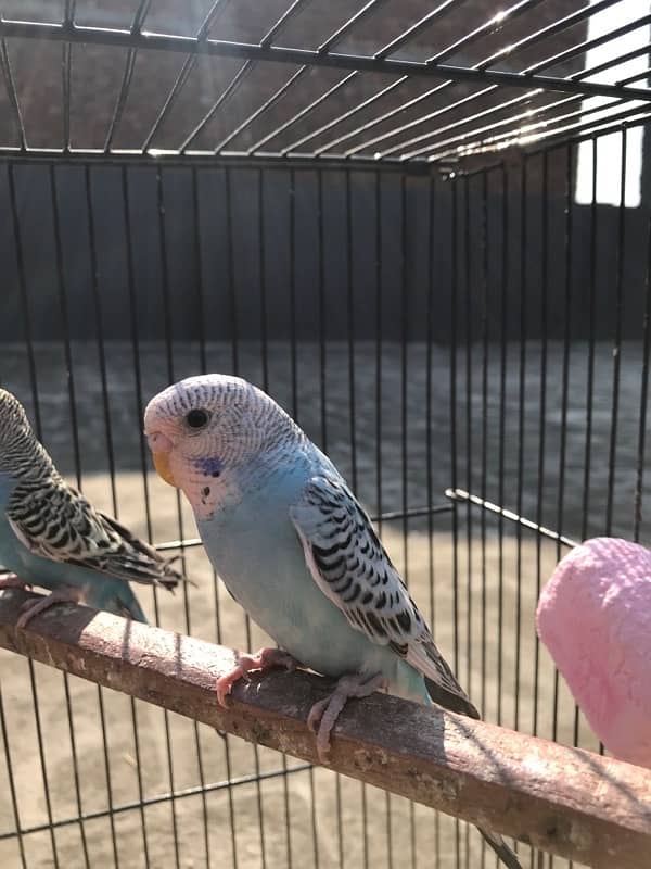 A beautiful budgie pair for sale 6