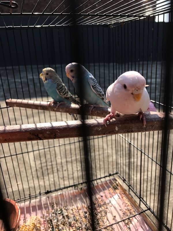 A beautiful budgie pair for sale 7