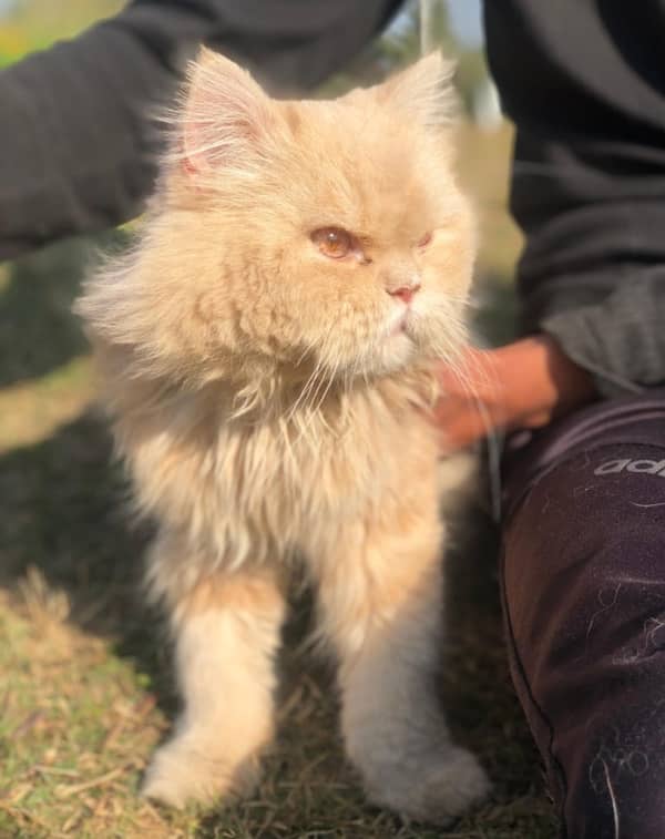 Leo  ginger  colour  double coat persian kitten 0