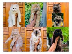 Persian hamalian british punch face piki face cat's and kitten's