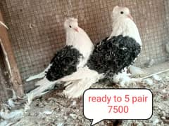 fancy pigeon | kabutar| Jacobin|  frillback saddle | amarican fantail|