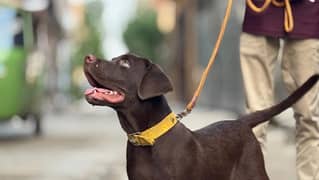 Chocolate labrador 1 year old