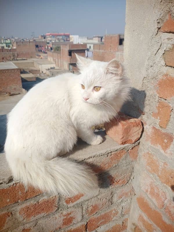 Persian Cat 0