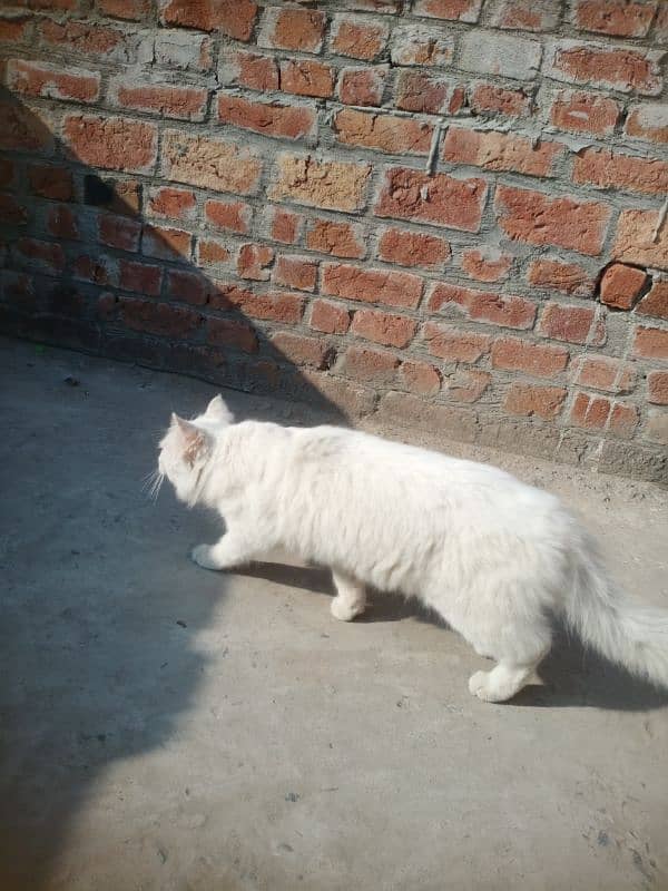 Persian Cat 1