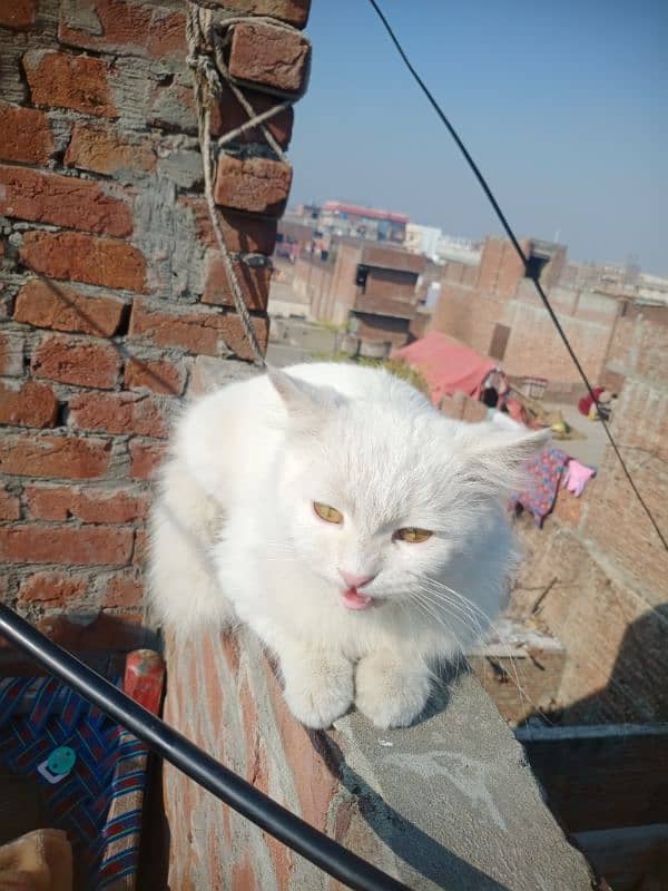 Persian Cat 2