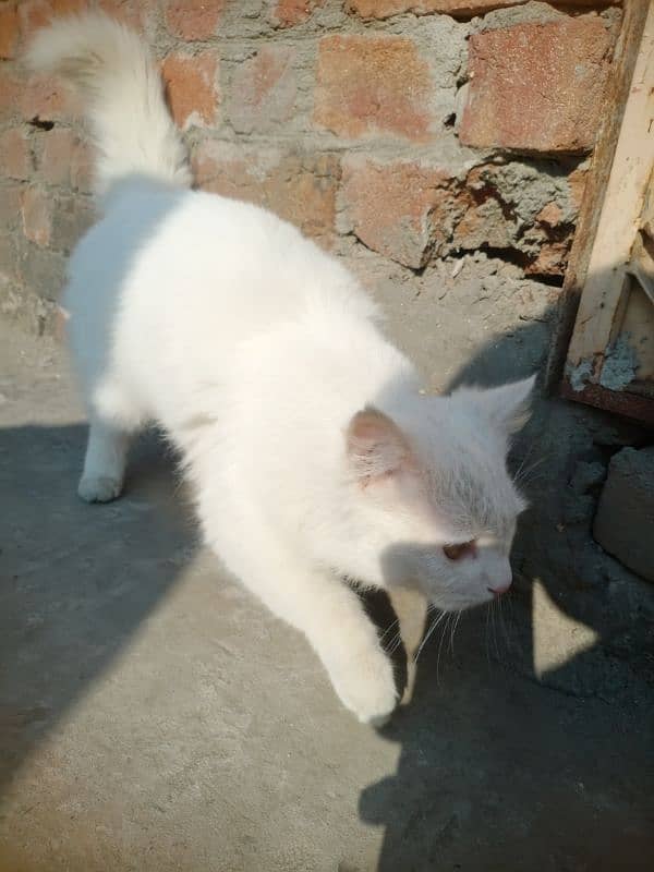 Persian Cat 3