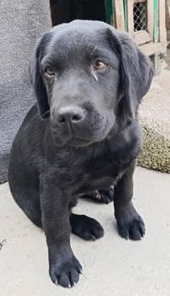 British Labrador dog II non Pedigree II Labrador dog II For sale II