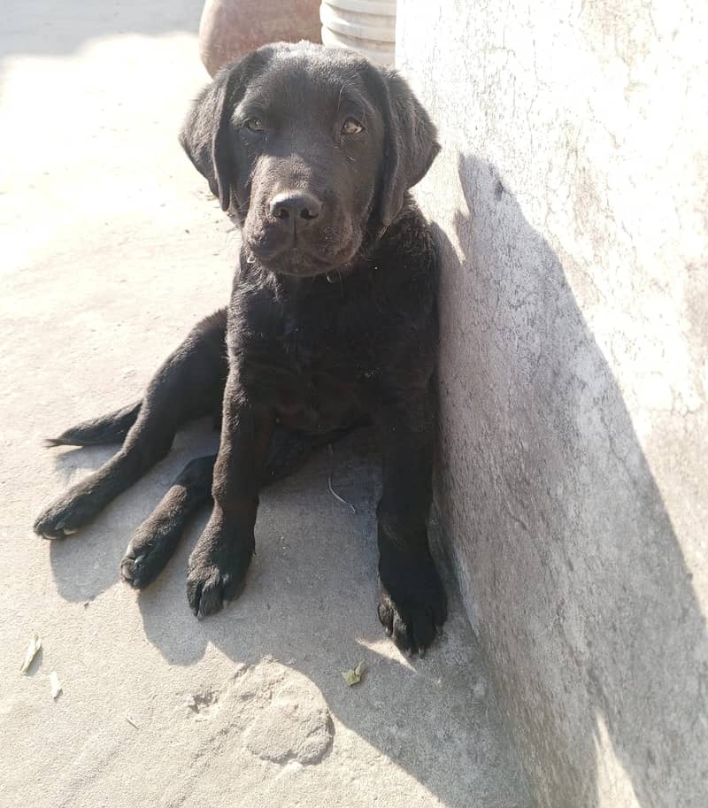 British Labrador dog II non Pedigree II Labrador dog II For sale II 1