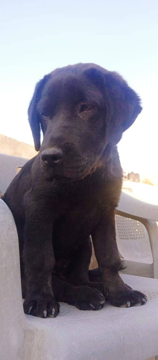 British Labrador dog II non Pedigree II Labrador dog II For sale II 2