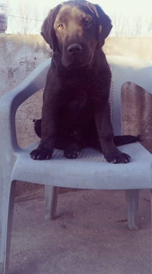 British Labrador dog II non Pedigree II Labrador dog II For sale II 3