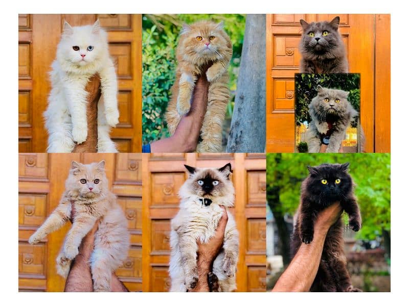 Persian hamalian british punch face piki face cat's and kitten's 0