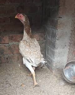 Aseel pathy /king size/ shamo chicks/high Quality shamo