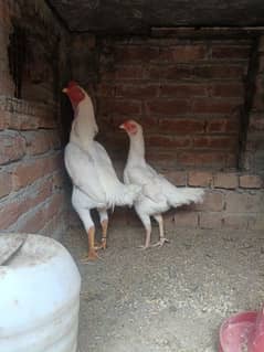 White O Shamo /Aseel pathy /king size/ shamo chicks/high Quality shamo