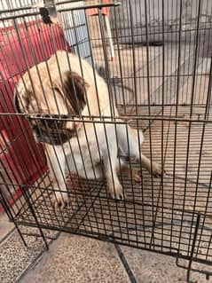 PUG BREED DOG FOR SALE IN BEST PRICE