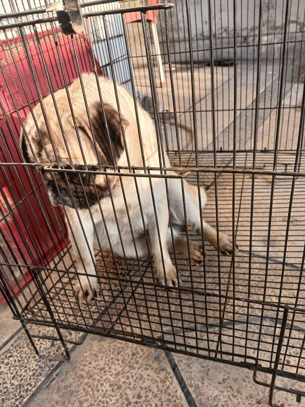 PUG BREED DOG FOR SALE IN BEST PRICE 0