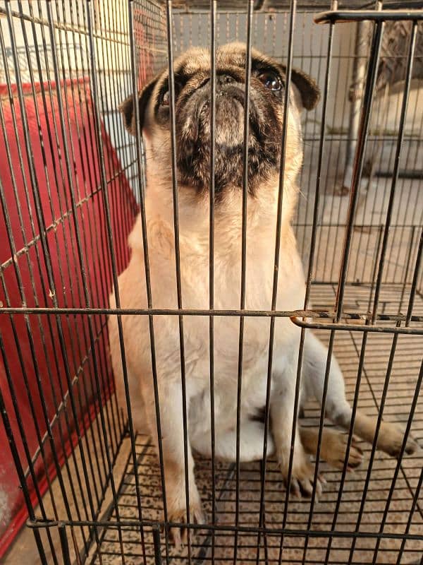 PUG BREED DOG FOR SALE IN BEST PRICE 1