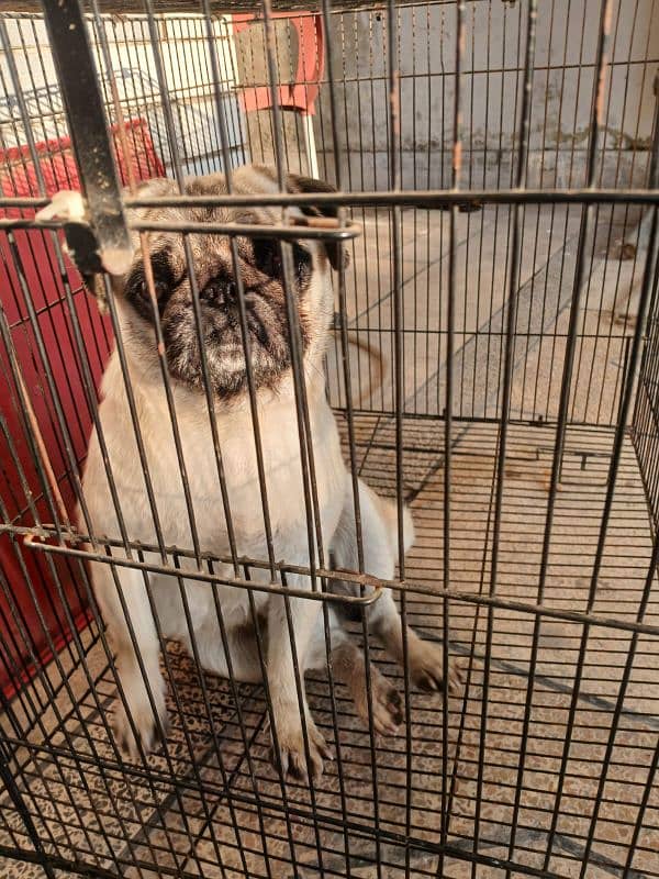 PUG BREED DOG FOR SALE IN BEST PRICE 2