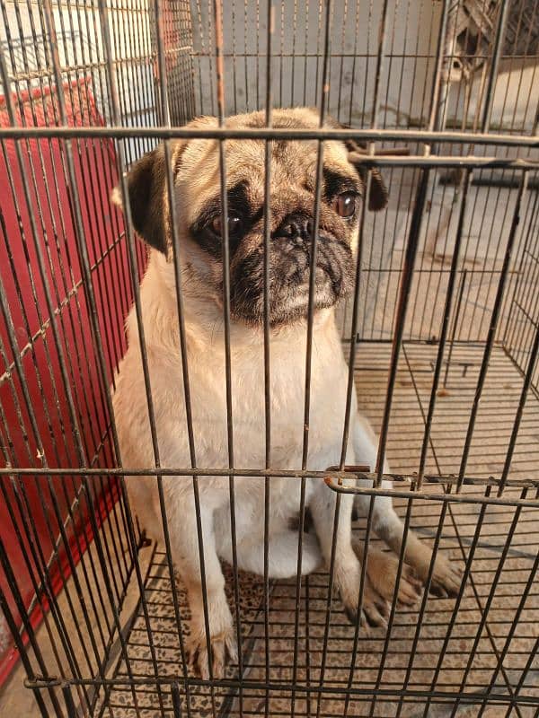 PUG BREED DOG FOR SALE IN BEST PRICE 3