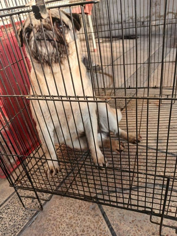 PUG BREED DOG FOR SALE IN BEST PRICE 4