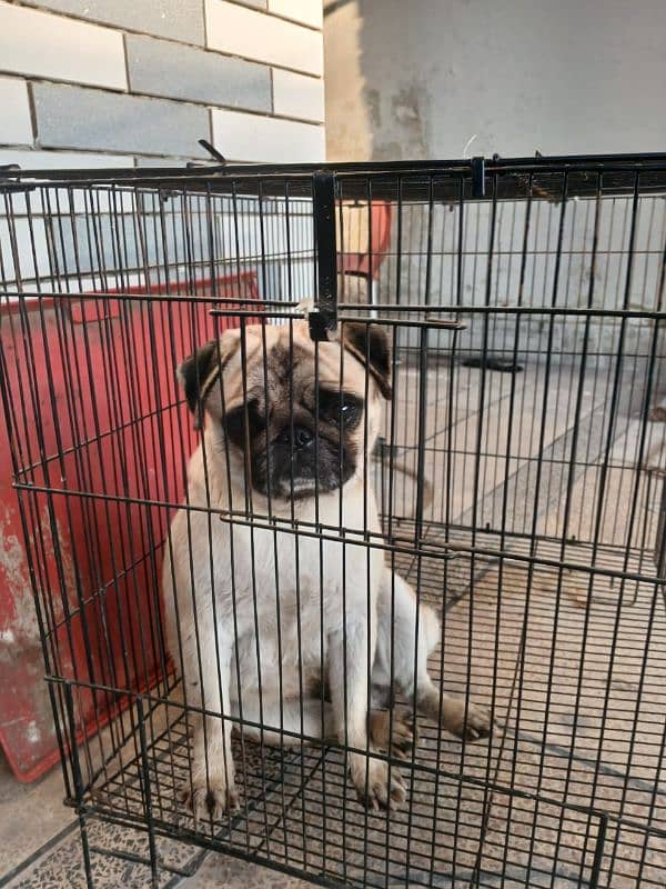 PUG BREED DOG FOR SALE IN BEST PRICE 5