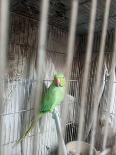 jungle green parrot