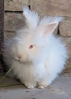 Imported English Angora breeder rabbits, Bunny ,prison cat