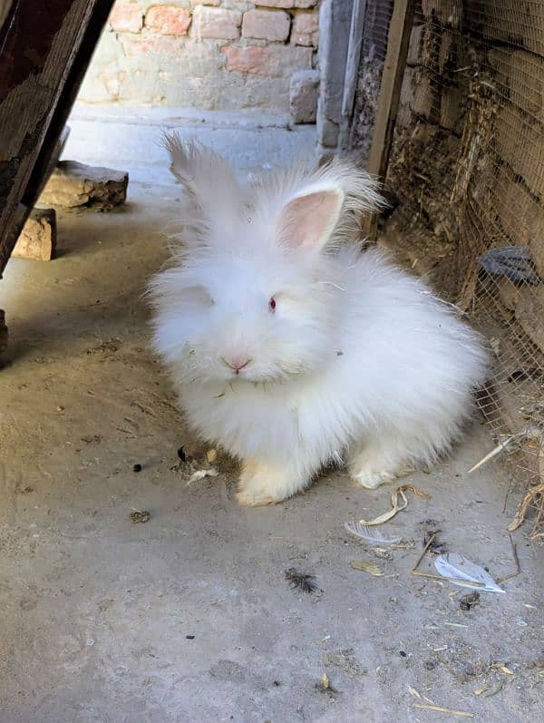 Imported English Angora breeder rabbits, Bunny ,prison cat 1