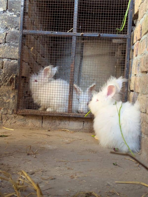 Imported English Angora breeder rabbits, Bunny ,prison cat 2