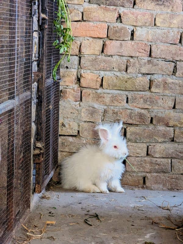 Imported English Angora breeder rabbits, Bunny ,prison cat 3