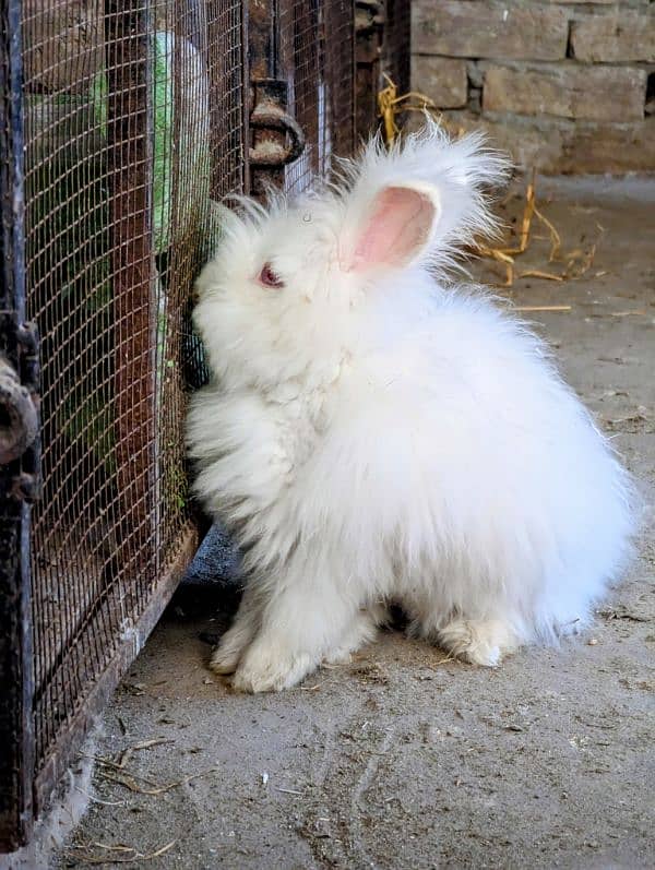 Imported English Angora breeder rabbits, Bunny ,prison cat 4