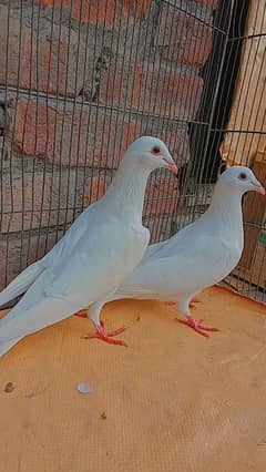 white humer pair