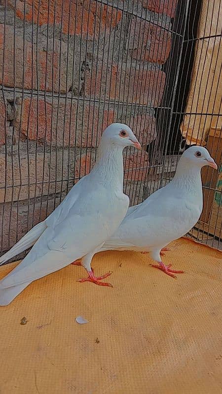 white humer pair 3