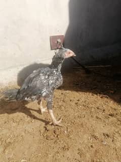 aseel chicks home breed 2 month age