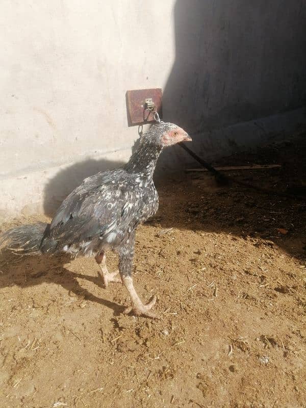 aseel chicks home breed 2 month age 0