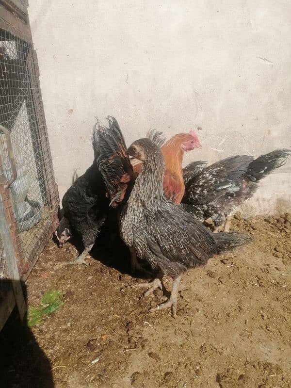 aseel chicks home breed 2 month age 1