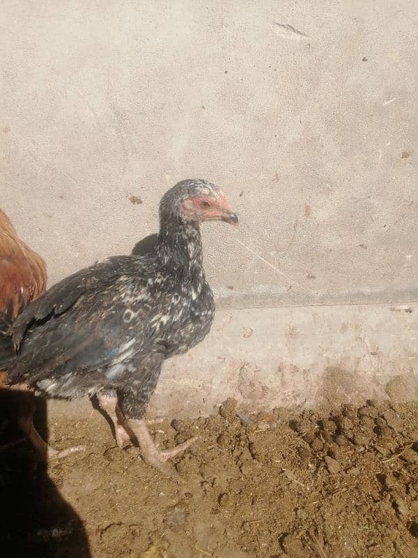 aseel chicks home breed 2 month age 2